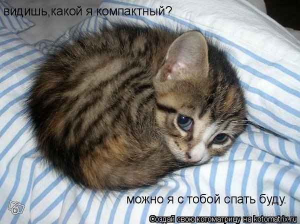 Фото котов NykhUlE45FA